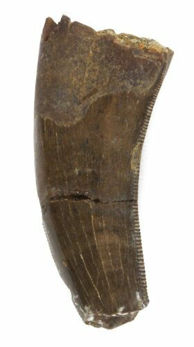 Partial Tyrannosaur Tooth - Montana #42891